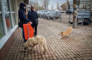 Wilde honden aan de bushalte