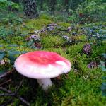Vele Russen worden al van kleins af aan het natuurlijk vermaak van paddenstoelen en bosbessen plukken aangeleerd