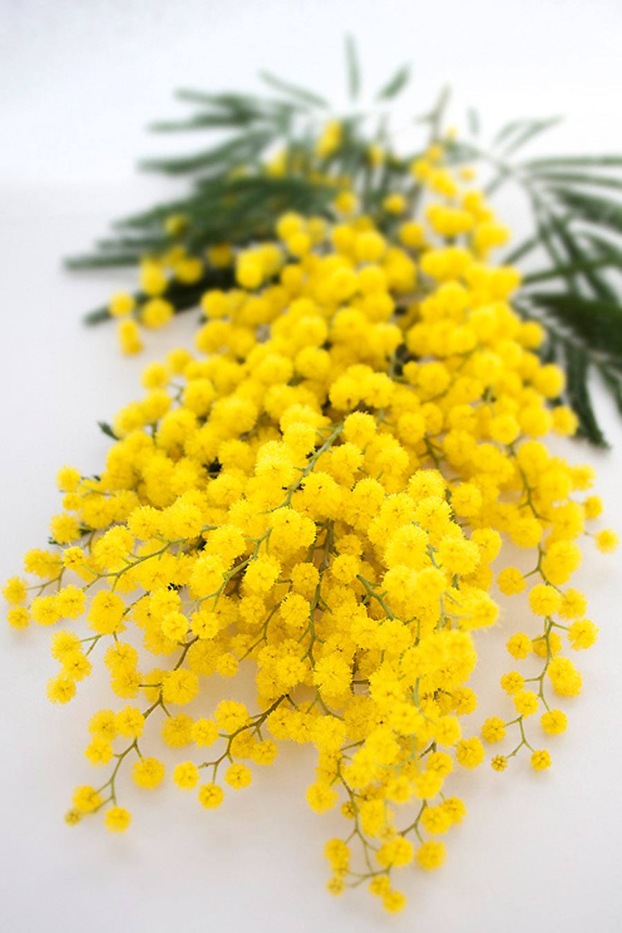 Acacia dealbata wordt in de volksmond (verkeerd) mimosa genoemd en ze is de populairste bloem voor de Internationale Vrouwendag.